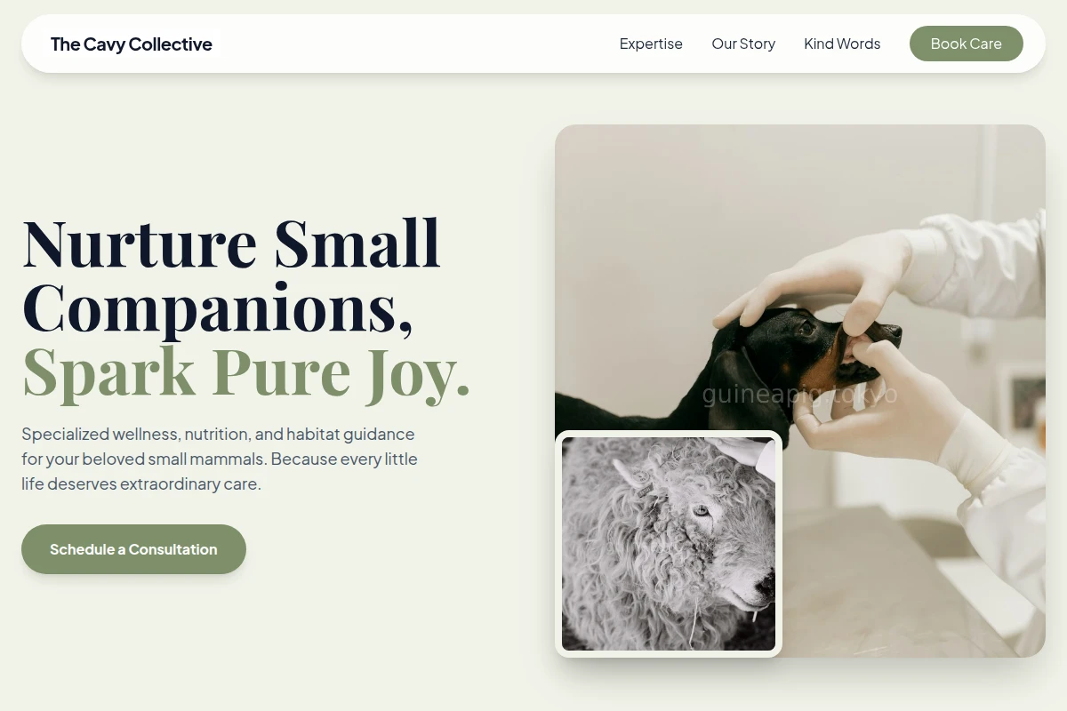 Paws Animal Care